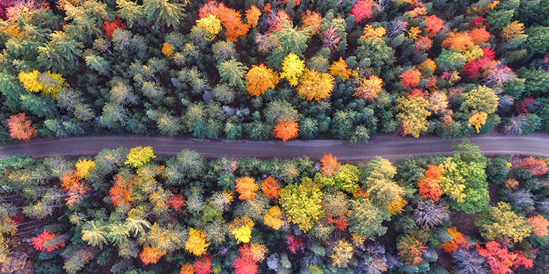 Overhead road with fall foliage